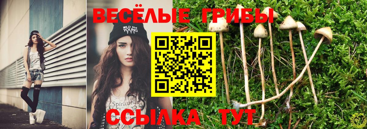 дарнет шоп  Вход с VPN  Ковров  Псилоцибиновые грибы Cubensis 